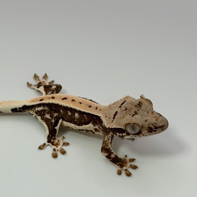 릴리100%헷아잔틱