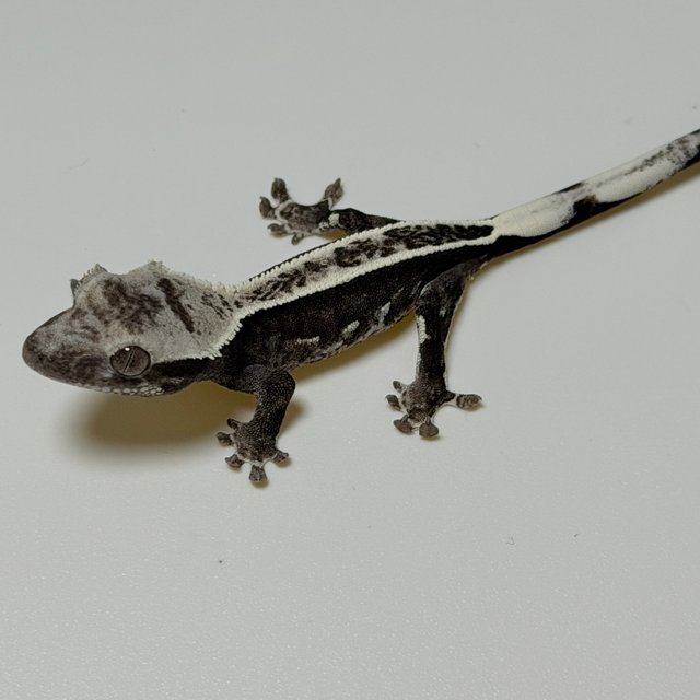 아잔틱 풀핀 화이트 블랙