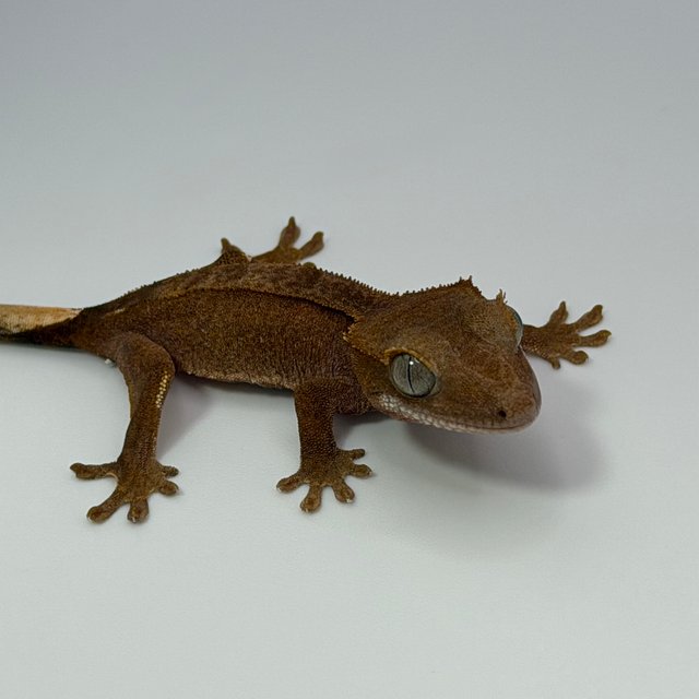 100%헷아잔틱 팬텀