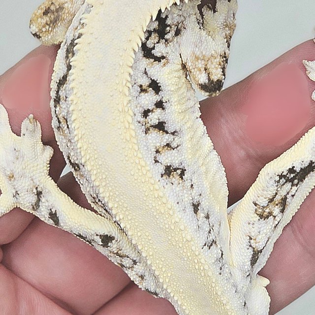 릴리화이트 쿼드 풀핀 솔리드백