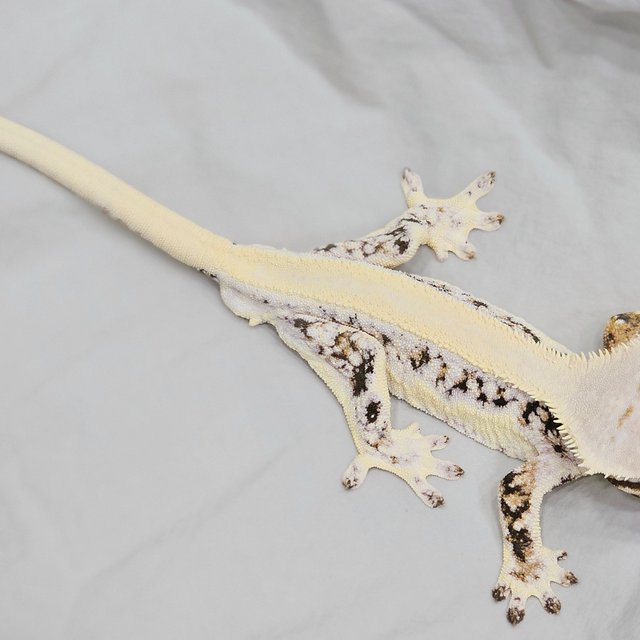 릴리화이트 쿼드 풀핀 솔리드백