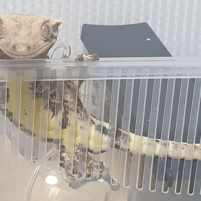 릴리화이트 레드
