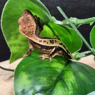 세이블 쿼드 핀스트라이프