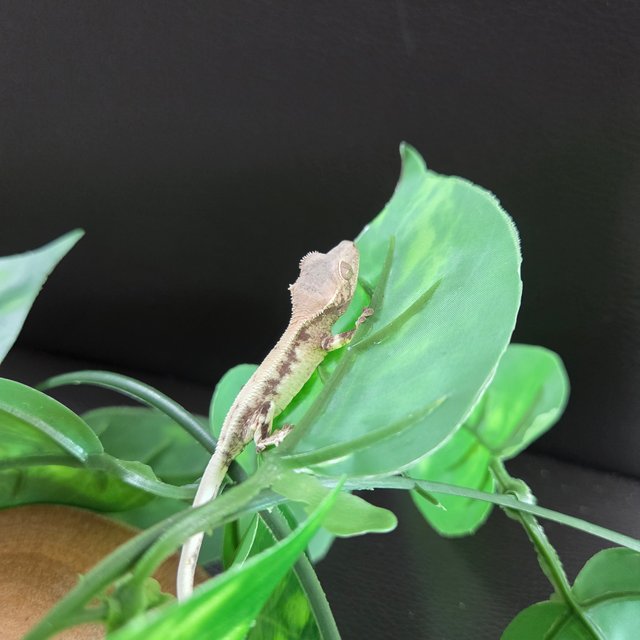 슈퍼세이블 릴리