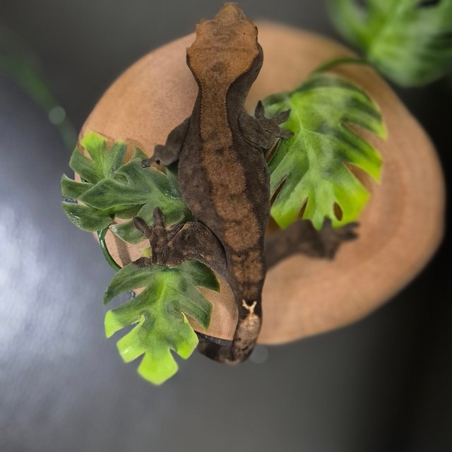 카푸치노 팬텀 챠콜 블랙