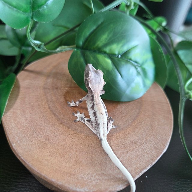 슈퍼세이블 릴리