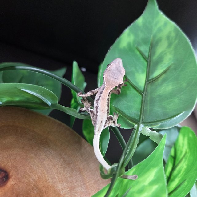 슈퍼세이블 릴리