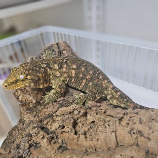 레드바 하키토 헷 멜라니스틱