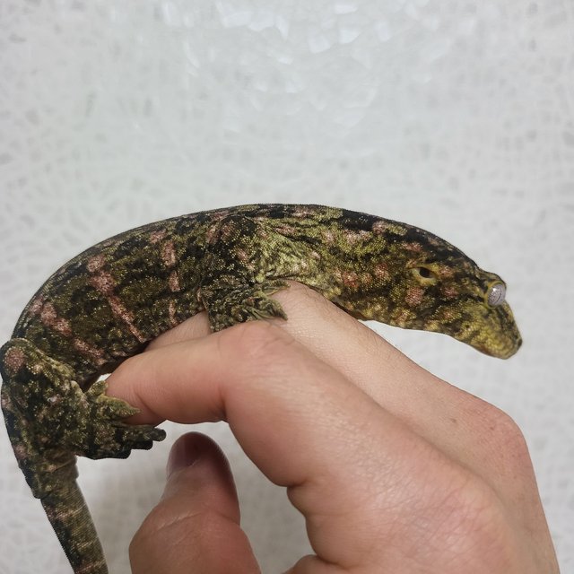 레드바 하키토 헷 멜라니스틱