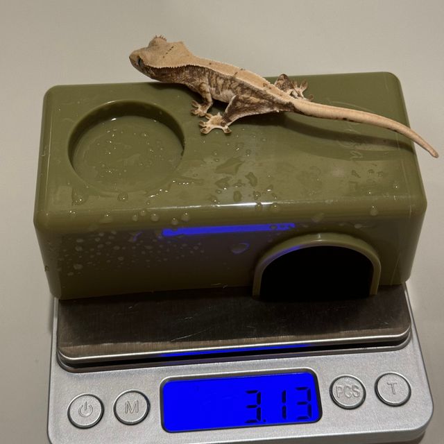 릴리화이트