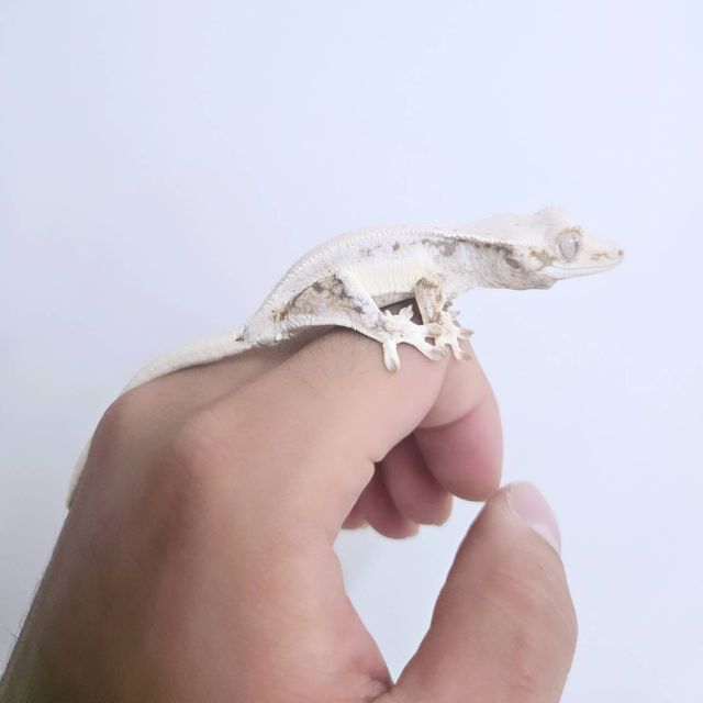 릴리화이트