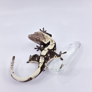 막시무스
