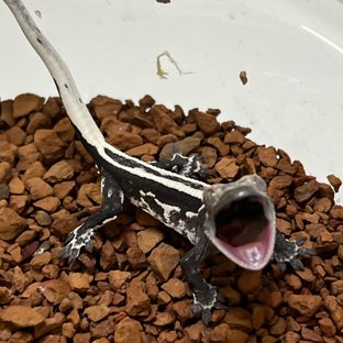 아잔틱 슈퍼스트라이프