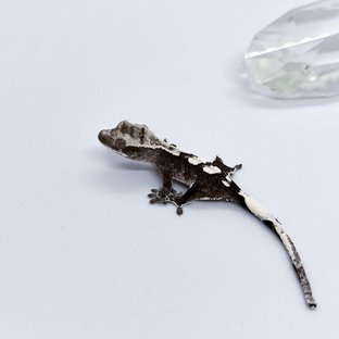 아잔틱