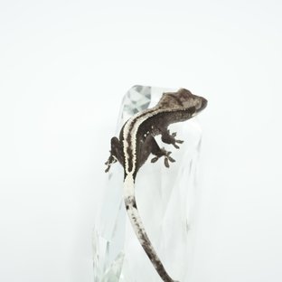 아잔틱 슈퍼스트라이프