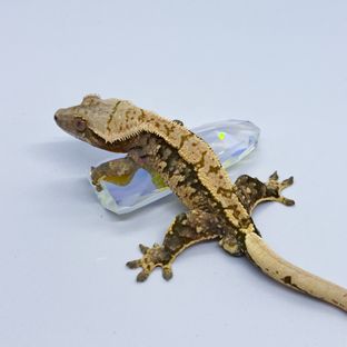 트라이 익스트림할리퀸
