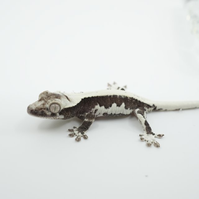 릴잔틱 릴리화이트 아잔틱