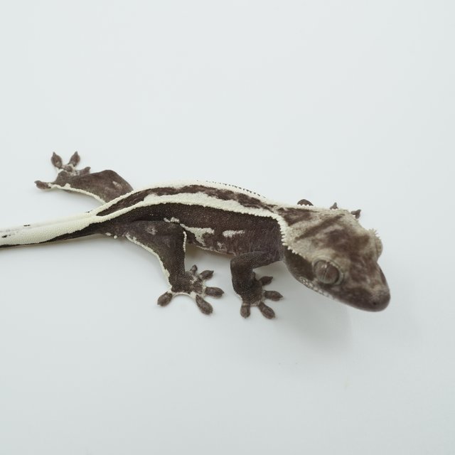 아잔틱 슈퍼스트라이프