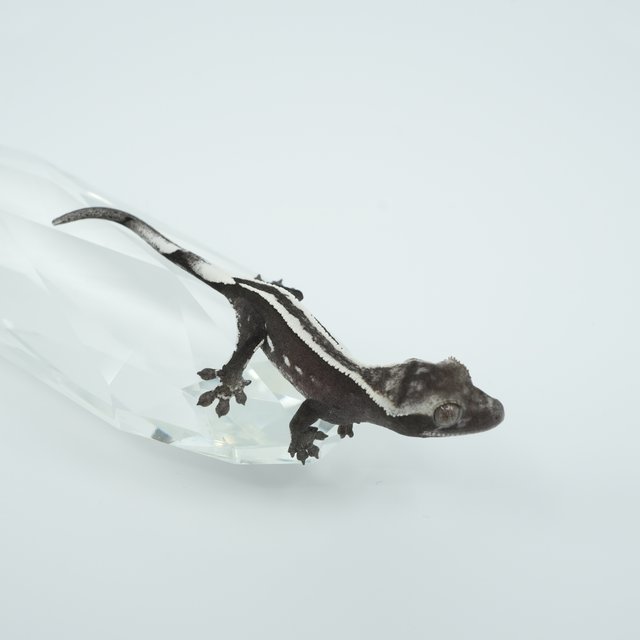 아잔틱 슈퍼스트라이프