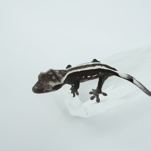 아잔틱 슈퍼스트라이프