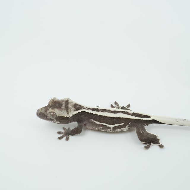 아잔틱 슈퍼스트라이프