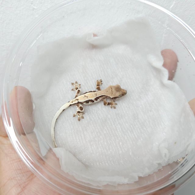 릴리 세이블
