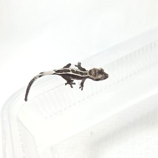 아잔틱