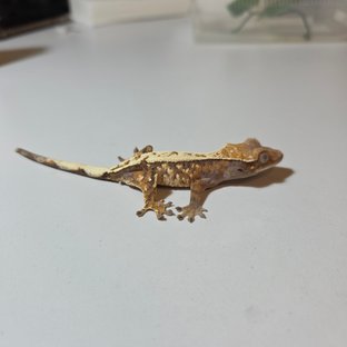 100%헷아잔틱 세이블