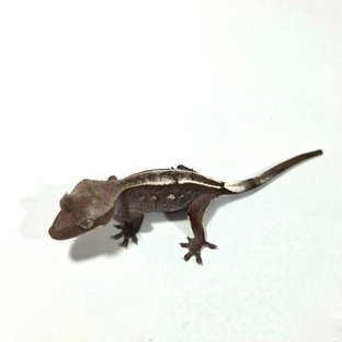 아잔틱