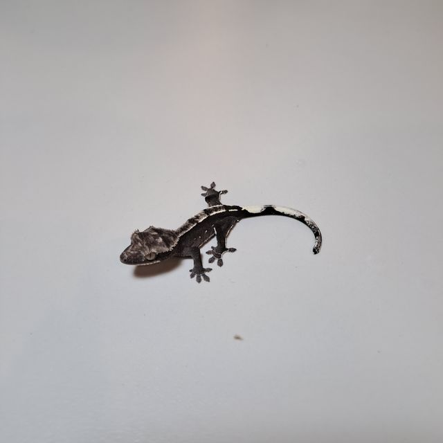아잔틱