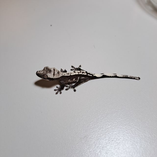 아잔틱