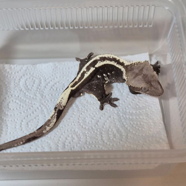 아잔틱
