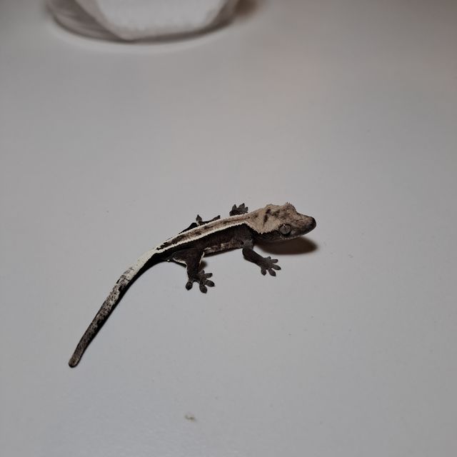 아잔틱