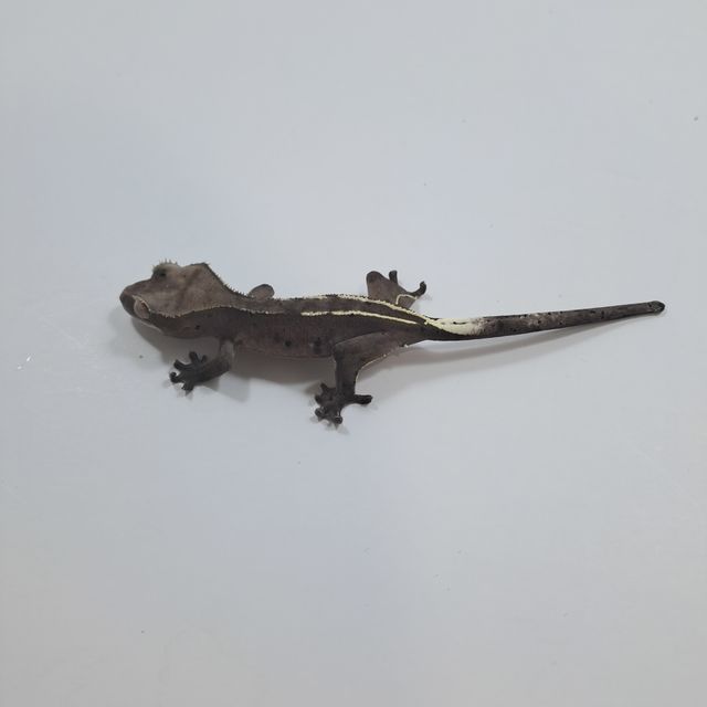 아잔틱