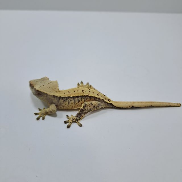 노멀
