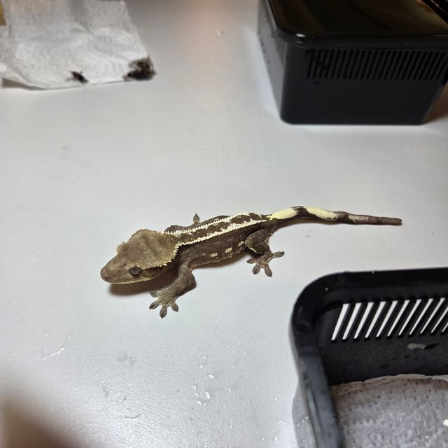 아잔틱