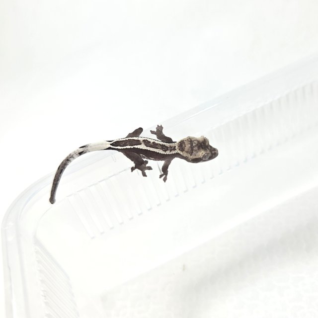 아잔틱