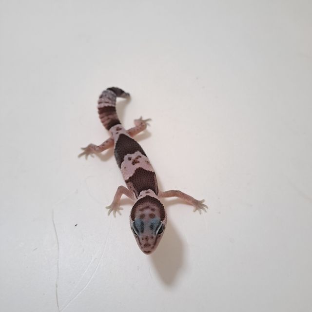 스팅어 오레오