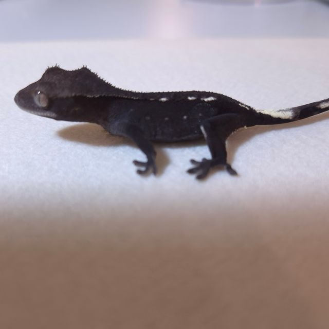 아잔틱