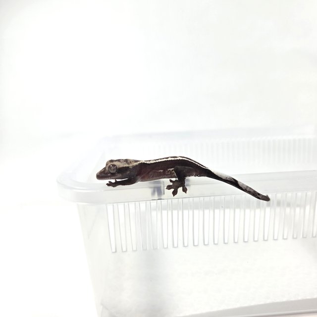 아잔틱