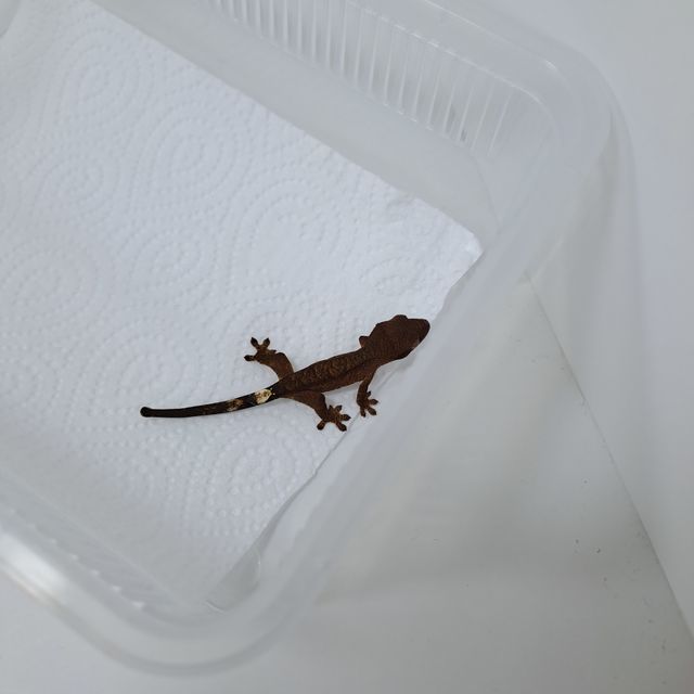 카푸치노 다크