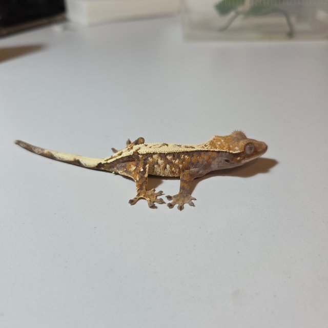 100%헷아잔틱 세이블