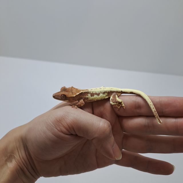 프라푸치노