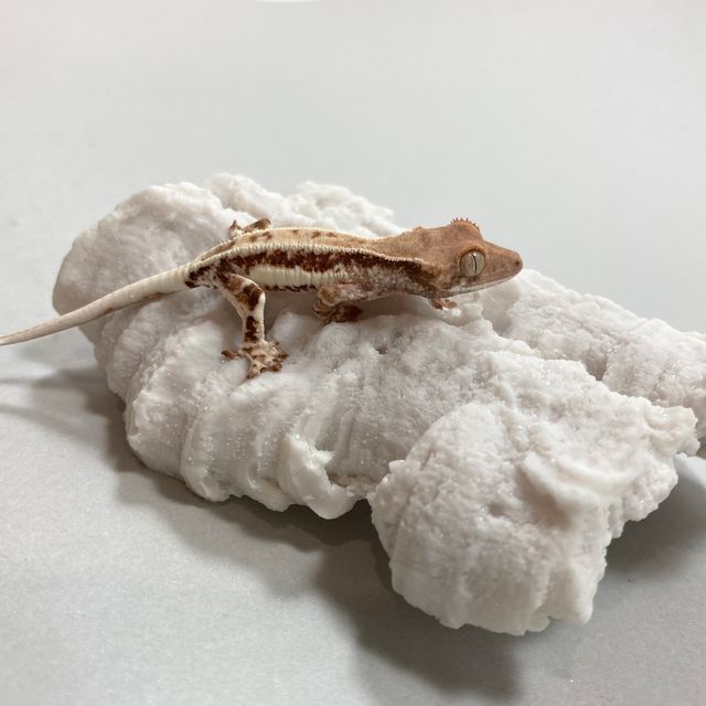 프라푸치노