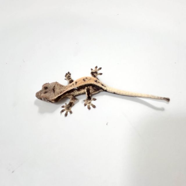 프라푸치노