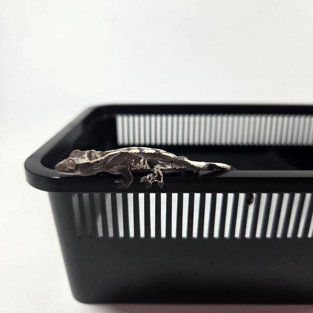 아잔틱