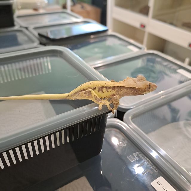 프라푸치노