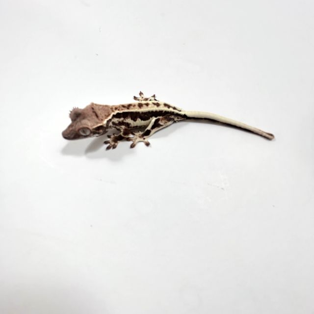 프라푸치노