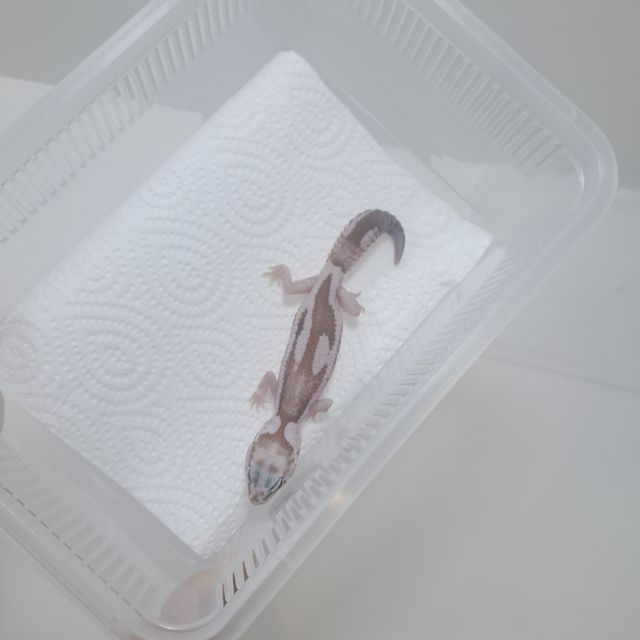 오레오 줄루