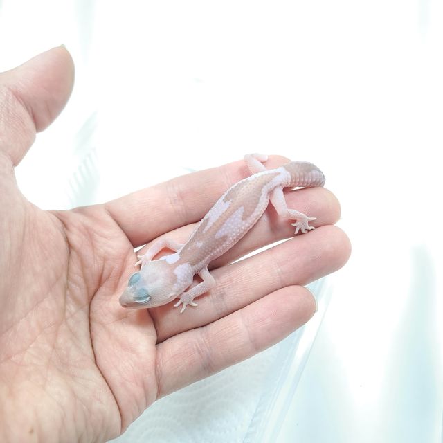 오레오 카라멜 줄루